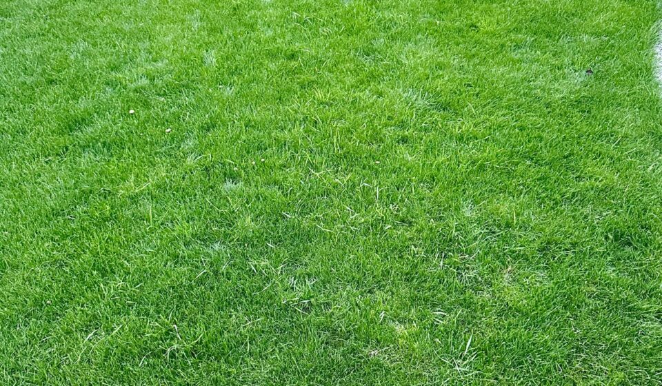 Gazon Verde și Sănătos: Ghid Complet de Îngrijire Lawn