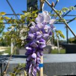 Wisteria