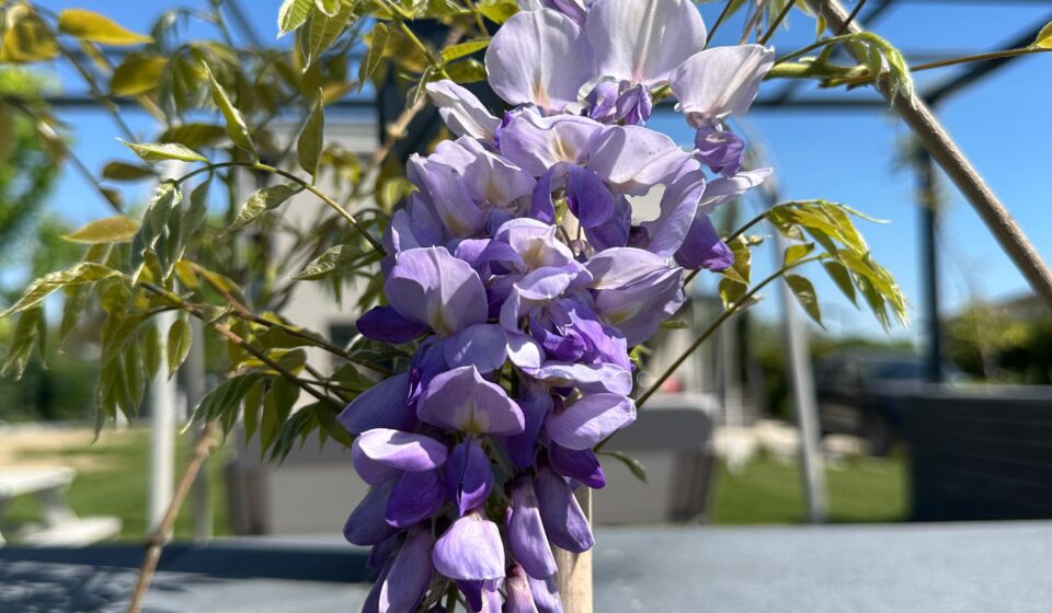 Cum Să Crești Glicina: Ghid Complet pentru o Grădină de Vis Wisteria