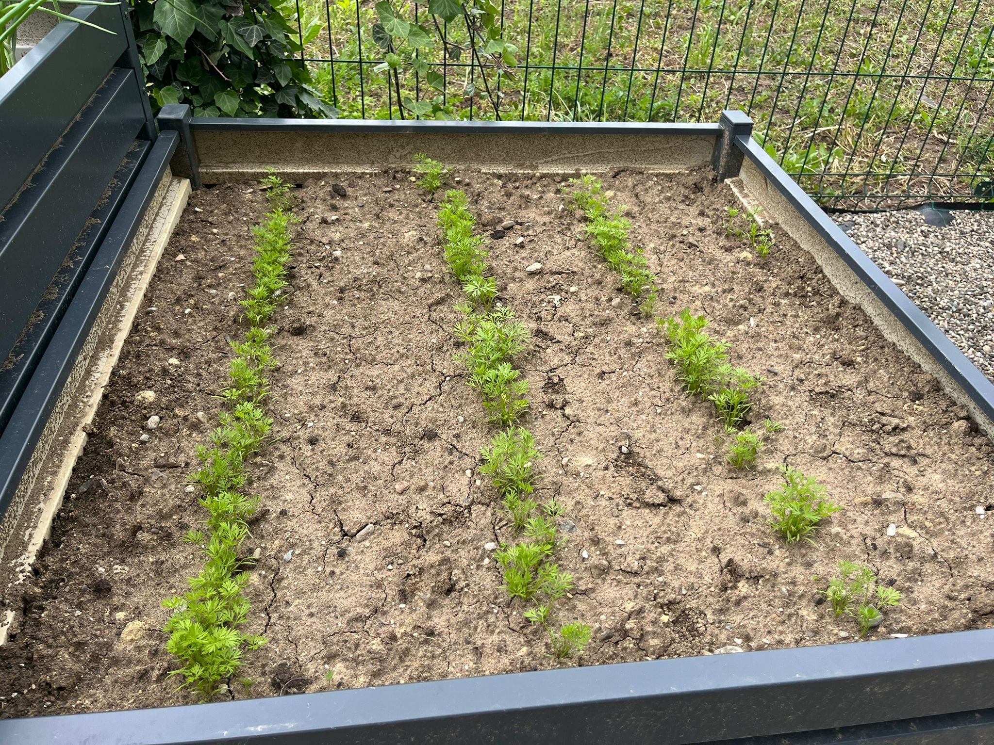 Vegetable & Herb Garden