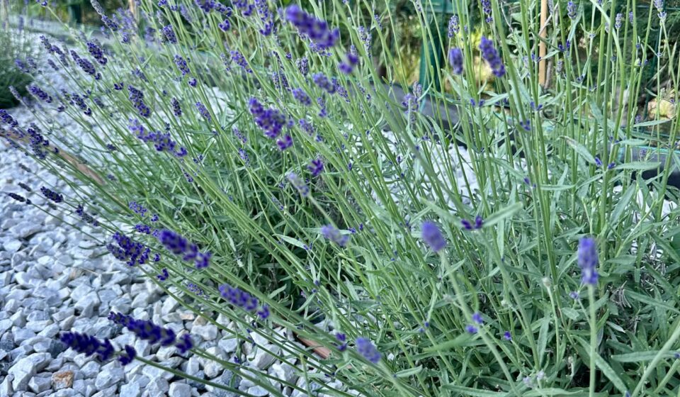Lavanda: Favorita parfumată a grădinii – Cum să o cultivi și folosești cu succes Lavender