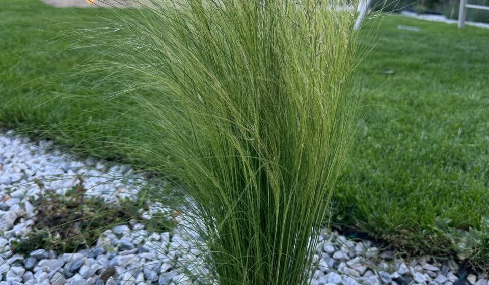 Iarba fină de California – Stipa lepida (Finestem Needlegrass): Frumusețe nativă cu beneficii practice Finestem Needlegrass