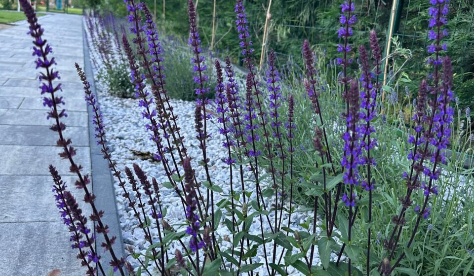 Salvia nemorosa (Salvia de pădure): Un magnet rezistent pentru polenizatori, potrivit oricărei grădini Woodland sage