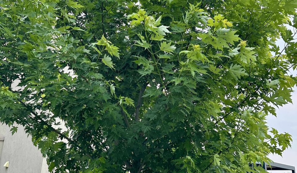Arțarul argintiu (Acer saccharinum): cum îți înveselește grădina cu frunziș și umbră spectaculoasă Artar argintiu