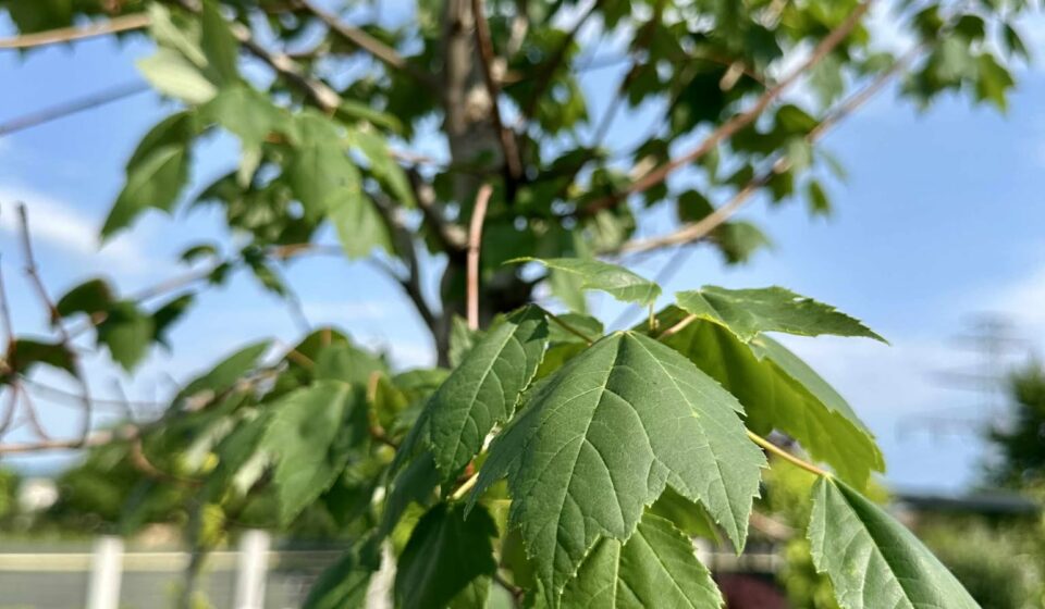 Arțarul roșu (Acer rubrum) – Arbore decorativ cu creștere rapidă și colorit spectaculos de toamnă Artar rosu
