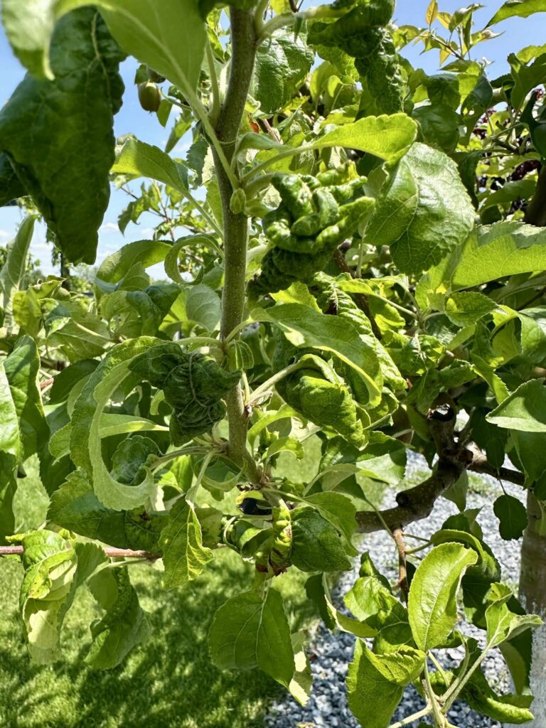 Dăunători
