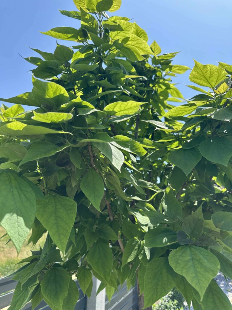 Catalpa