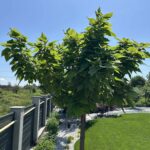 Catalpa