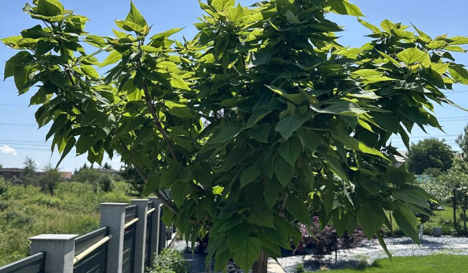 Catalpa Sudică: Arbore cu Creștere Rapidă și Flori Decorative pentru Grădina Ta Catalpa