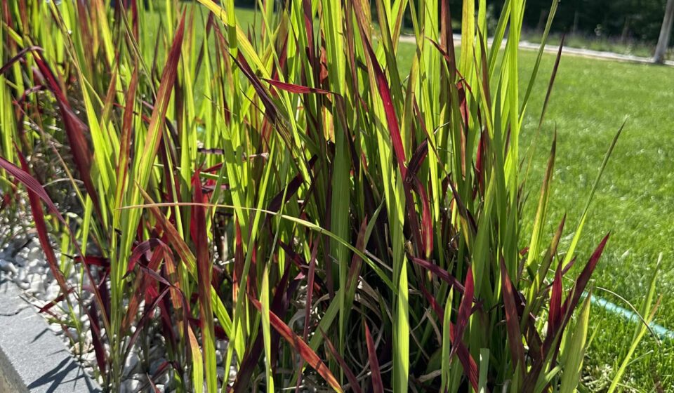 Cogongrass: Pericolul invaziv din grădină despre care trebuie să știi Cogongrass