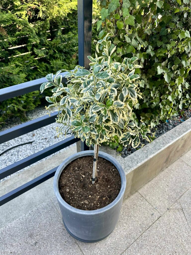 Euonymus japonicus