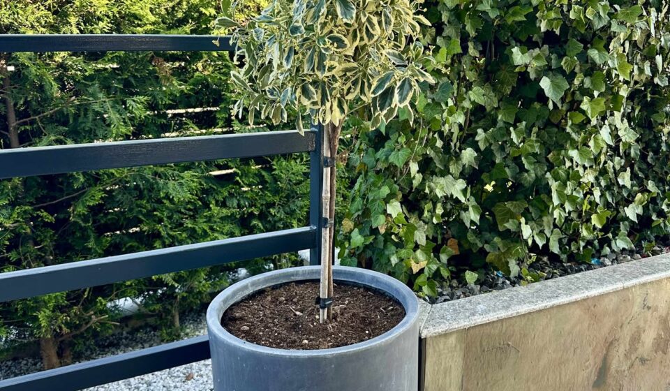 Euonymus japonicus – Arbust decorativ veșnic verde pentru garduri vii și grădini elegante Euonymus japonicus