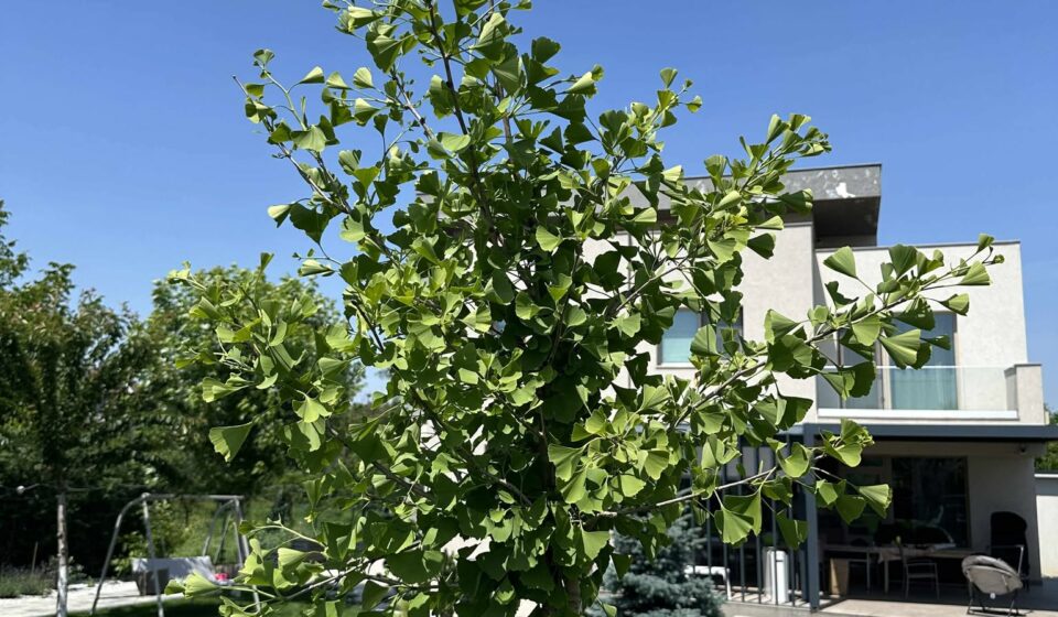 Ginkgo biloba în grădina ta: beneficii, plantare și îngrijire Ginkgo biloba