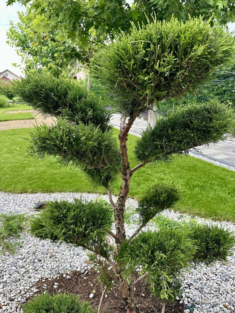 Ienupar Bonsai (Juniperus chinensis)
