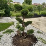 Ienupar Bonsai (Juniperus chinensis)