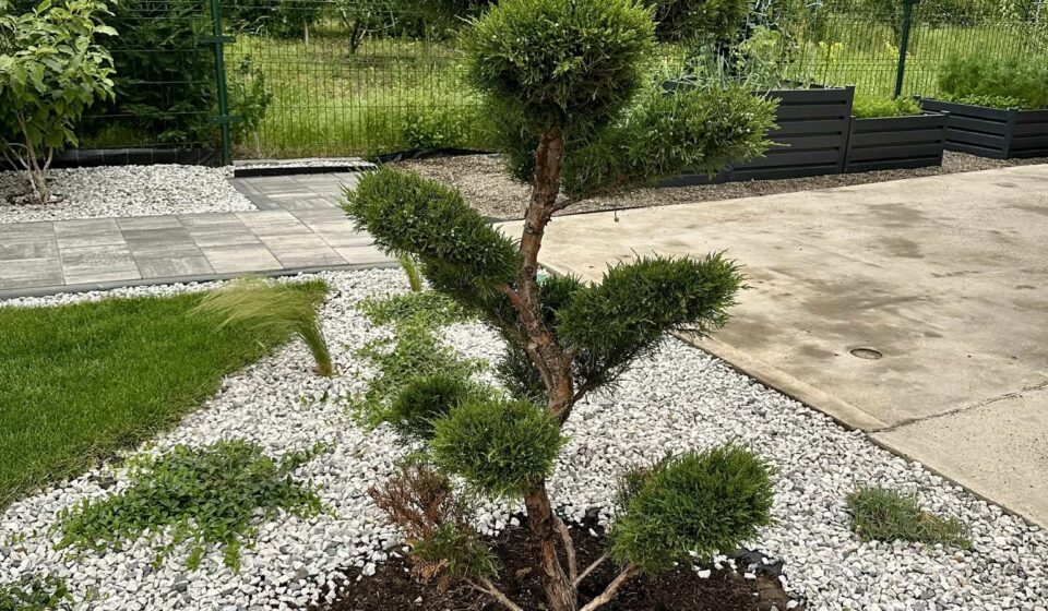 Ienupar Bonsai (Juniperus chinensis): Cum să crești și îngrijești un bonsai autentic, pas cu pas Ienupar Bonsai (Juniperus chinensis)