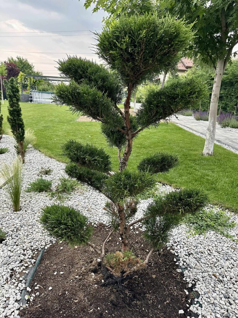 Ienupar Bonsai (Juniperus chinensis)