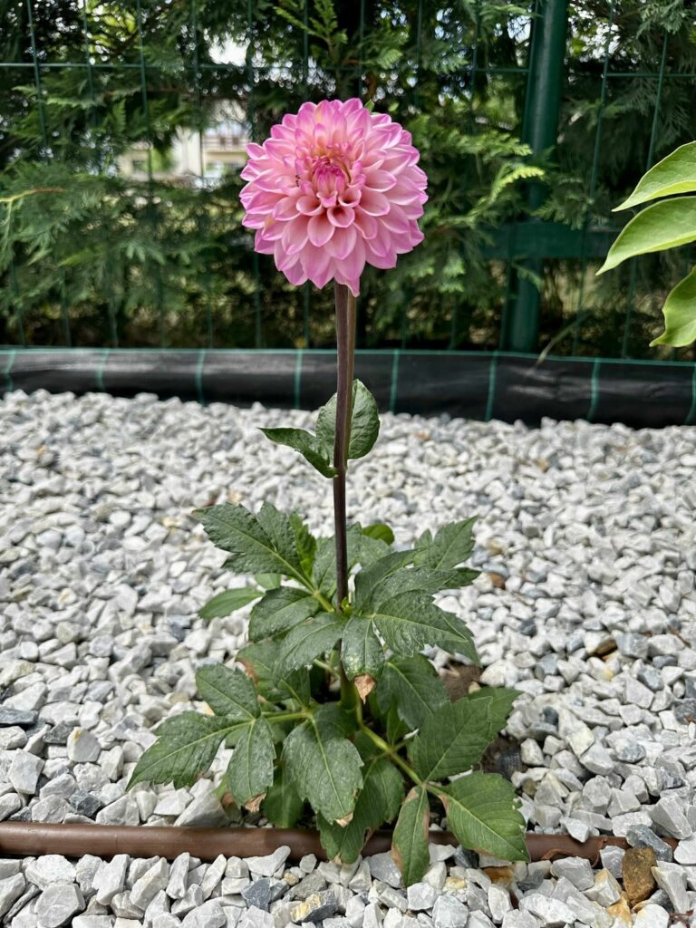 Dalii