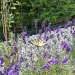 Lavanda
