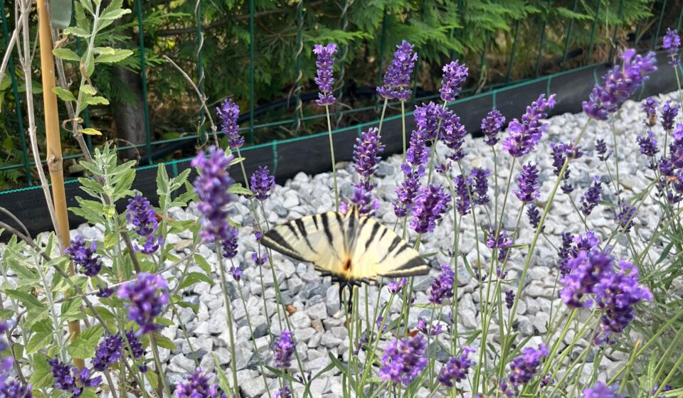 Lavanda în grădină: Când se taie, cât se udă și de ce e bine să așteptăm albinele 🐝 Lavanda