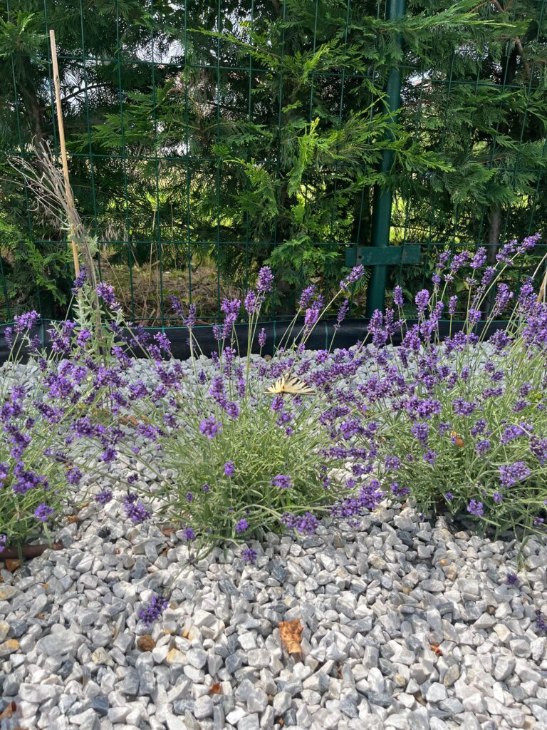 Lavanda