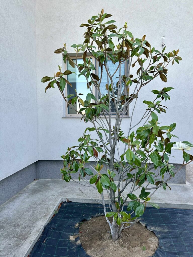 Magnolia Grandiflora