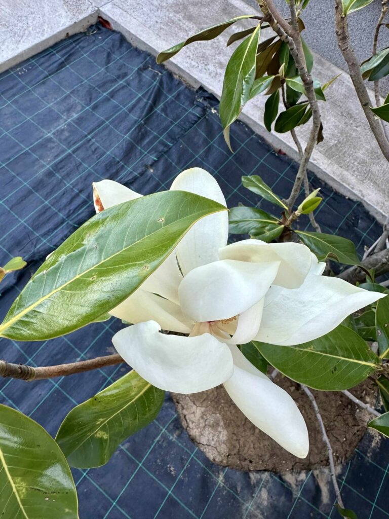 Magnolia Grandiflora