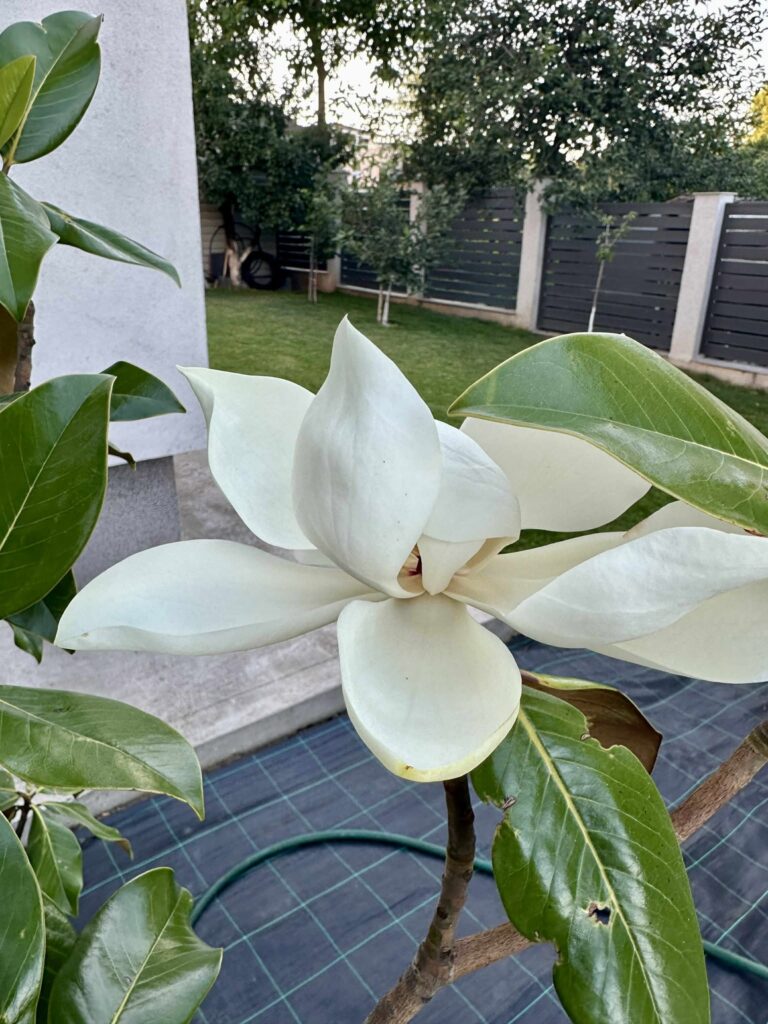 Magnolia Grandiflora