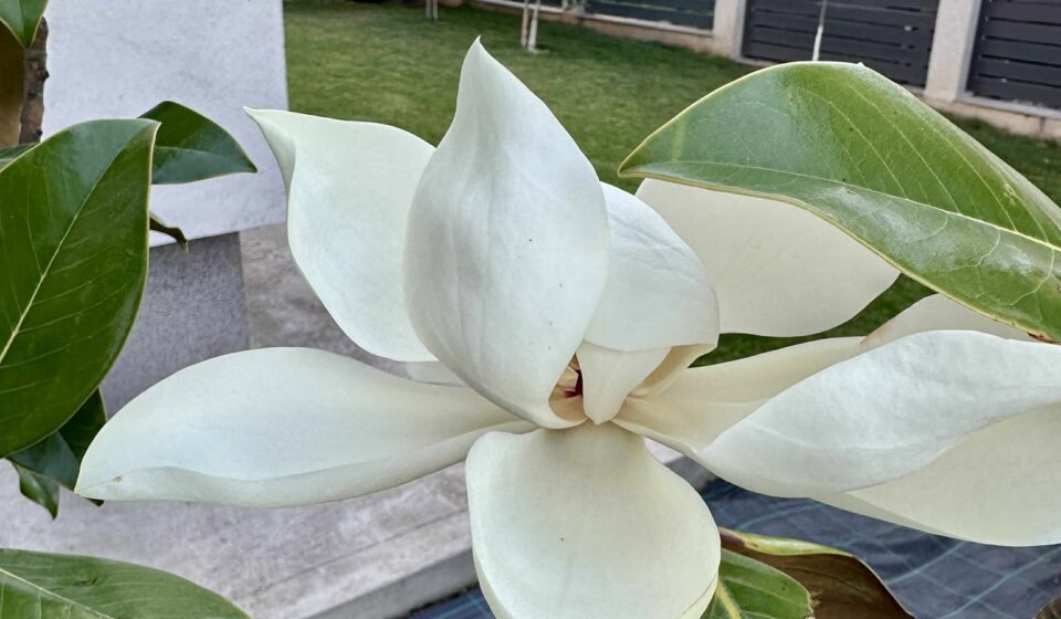 Magnolia Grandiflora – Cum o plantezi, îngrijești și transformi în vedeta grădinii tale Magnolia Grandiflora