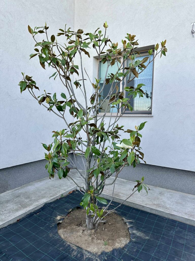 Magnolia Grandiflora
